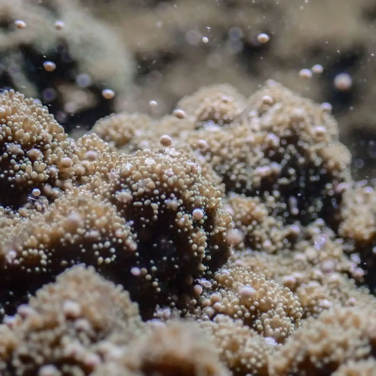 Good Eats Inc | Coral Spawning 2026: How to Book the Rare 'Underwater Snowstorm' Night Dives Certification, Safety And Getting Ready