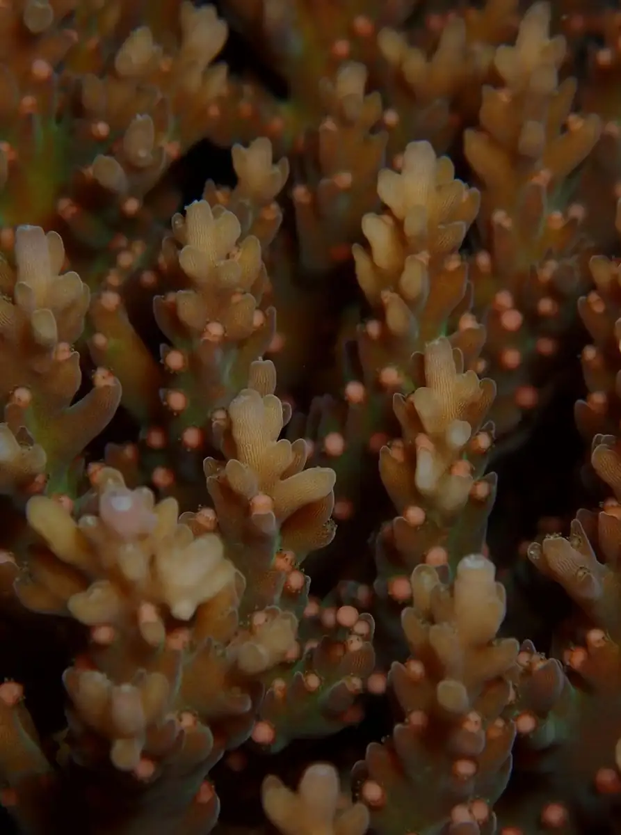 Good Eats Inc | Coral Spawning 2026: How to Book the Rare 'Underwater Snowstorm' Night Dives Conditions in Late November – What to be Preparing For