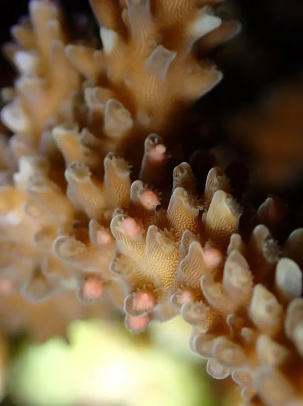 Coral Spawning 2026: How to Book the Rare ‘Underwater Snowstorm’ Night Dives