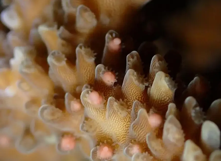 Coral Spawning 2026