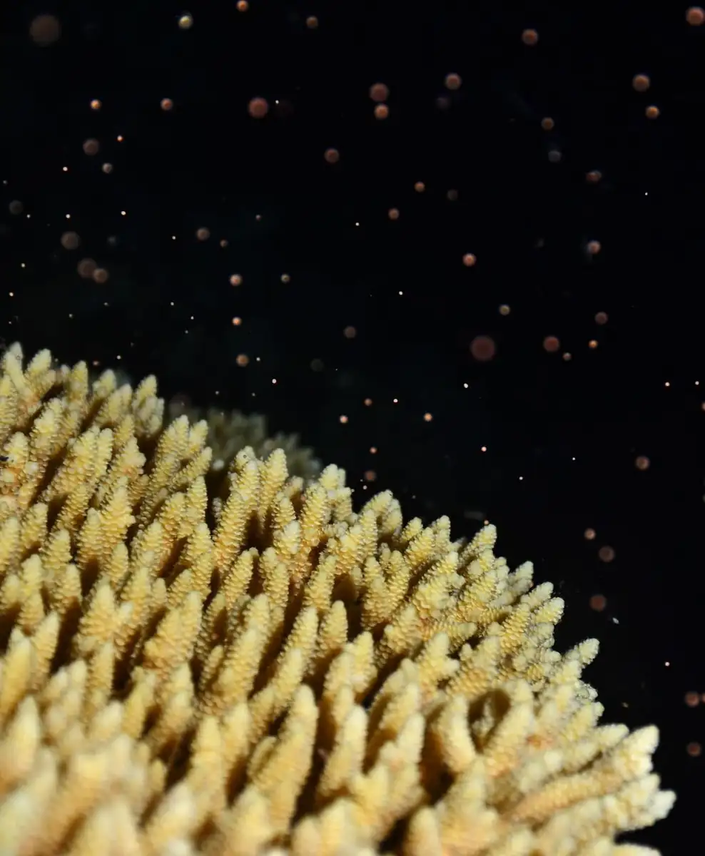Good Eats Inc | Coral Spawning 2026: How to Book the Rare 'Underwater Snowstorm' Night Dives The Bigger Environmental Picture