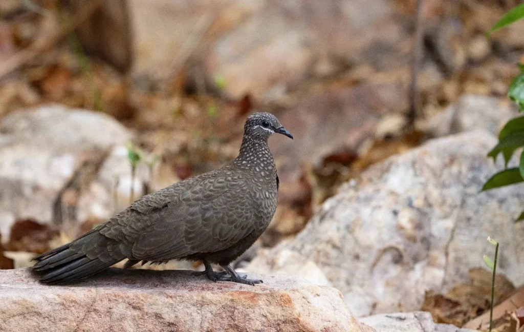 chestnut-quilled rock pigeon